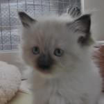 2011_07_18_cat-4 -mod