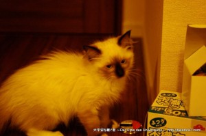 2011_07_20_cat-1