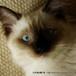 2011_08_06_cat-5