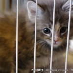 2012_03_24_cat-006
