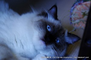 2012_01_03_cat-007