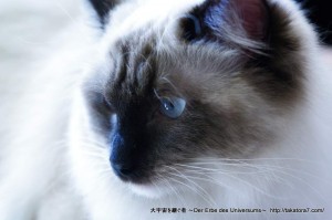 2012_01_03_cat-024