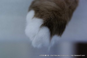2012_01_03_cat-039