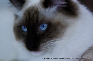 2012_01_03_cat-051