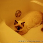 2011_09_13_cat-1