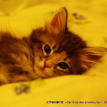 2012_04_05_cat-007