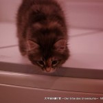 2012_04_17_cat-021