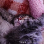 2012_05_04_cat-003