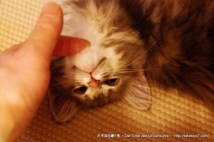 2012_04_22_cat-011