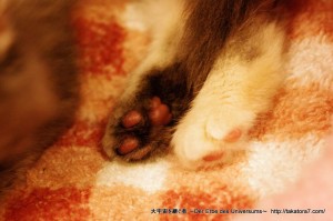 2012_04_22_cat-014