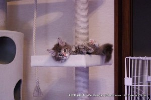 2012_04_22_cat